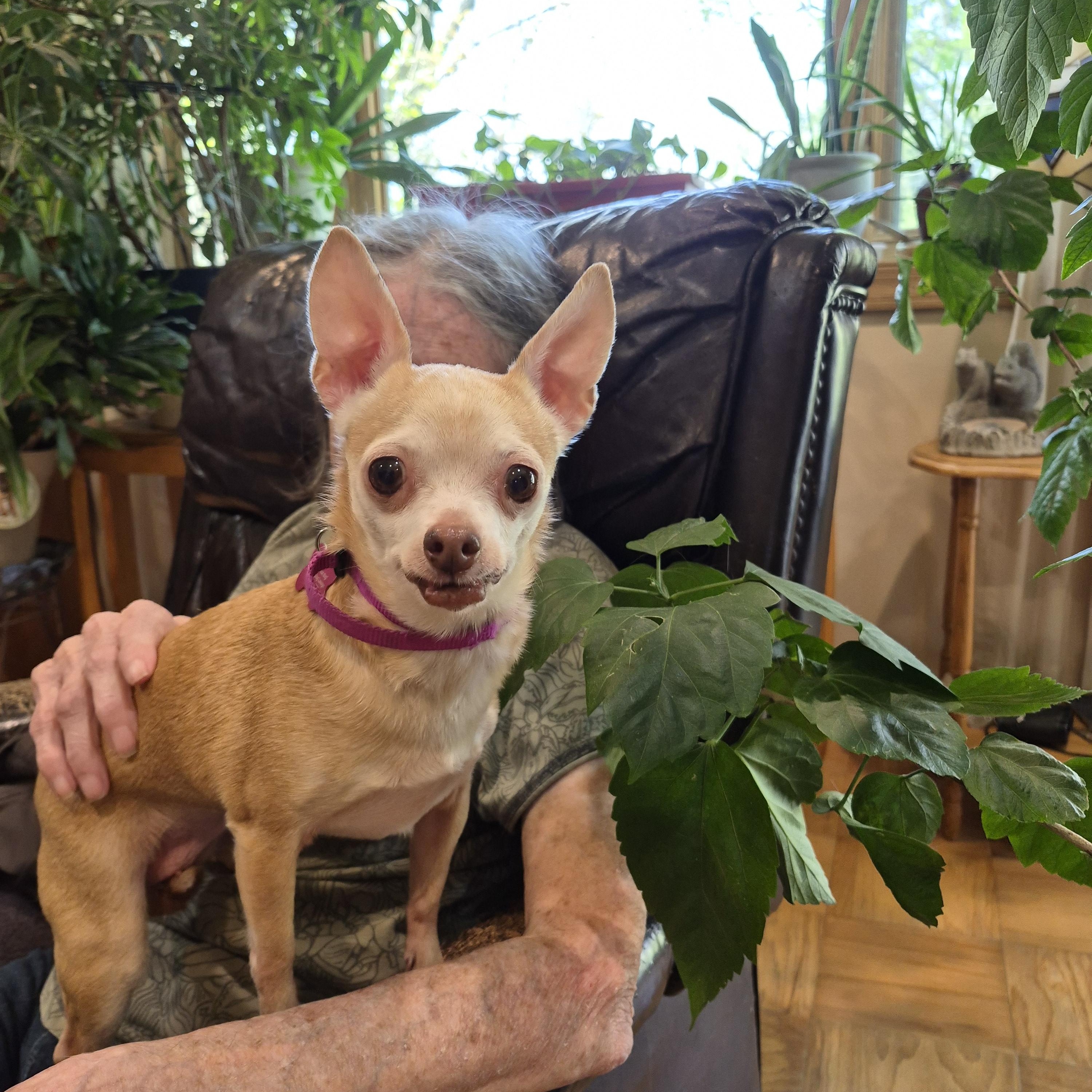 Fiona, adopted, Senior Female Chihuahua.