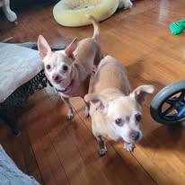 Fiona, an adopted Chihuahua in Whitewater, WI image 2/6