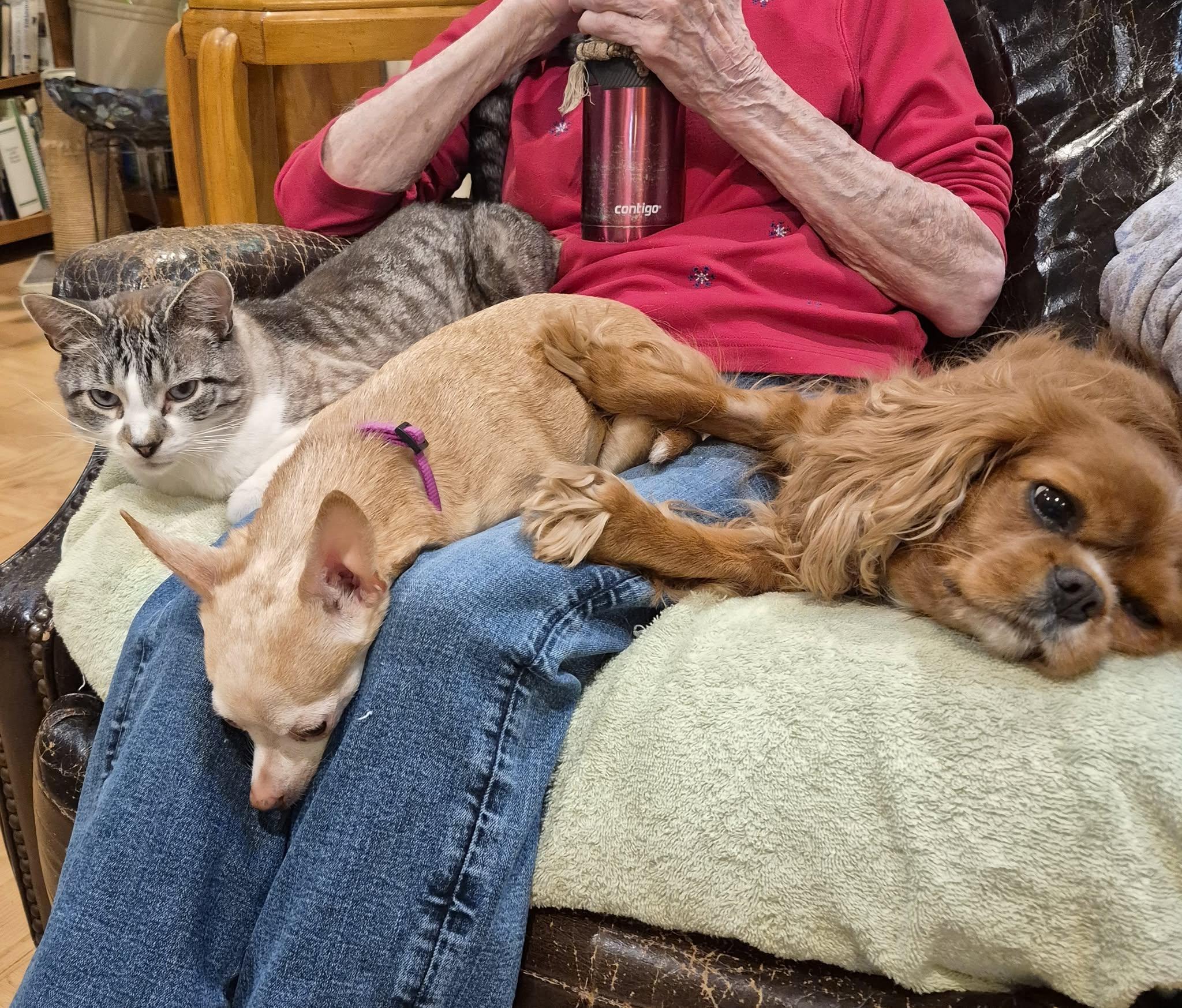 Fiona, an adopted Chihuahua in Whitewater, WI image 6/6