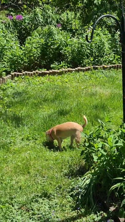 Enlarge Fiona, an adopted Chihuahua in Whitewater, WI video 3/6