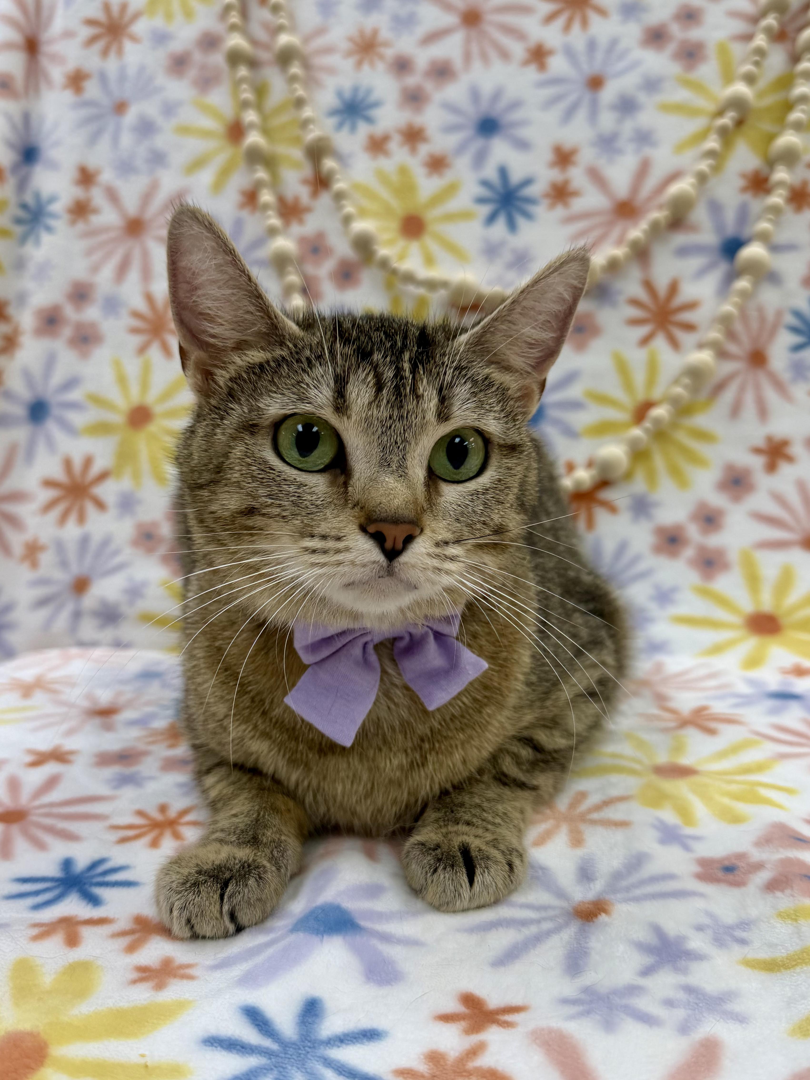 Enlarge Trudy, an adopted Domestic Short Hair in Columbus, OH image 2/5