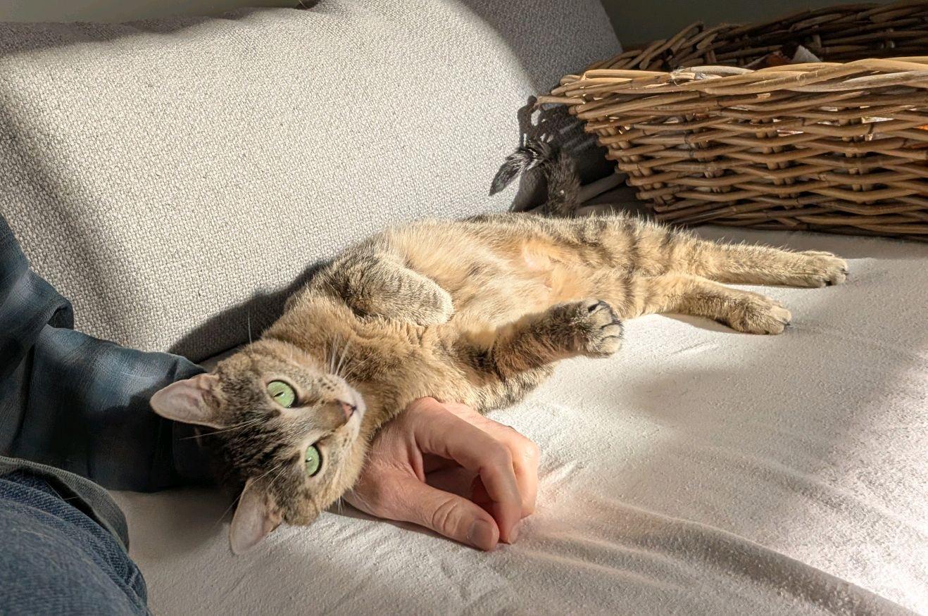 Enlarge Trudy, an adopted Domestic Short Hair in Columbus, OH image 3/5