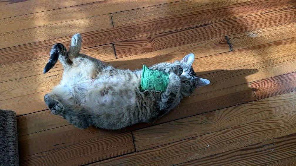 Enlarge Trudy, an adopted Domestic Short Hair in Columbus, OH image 5/5