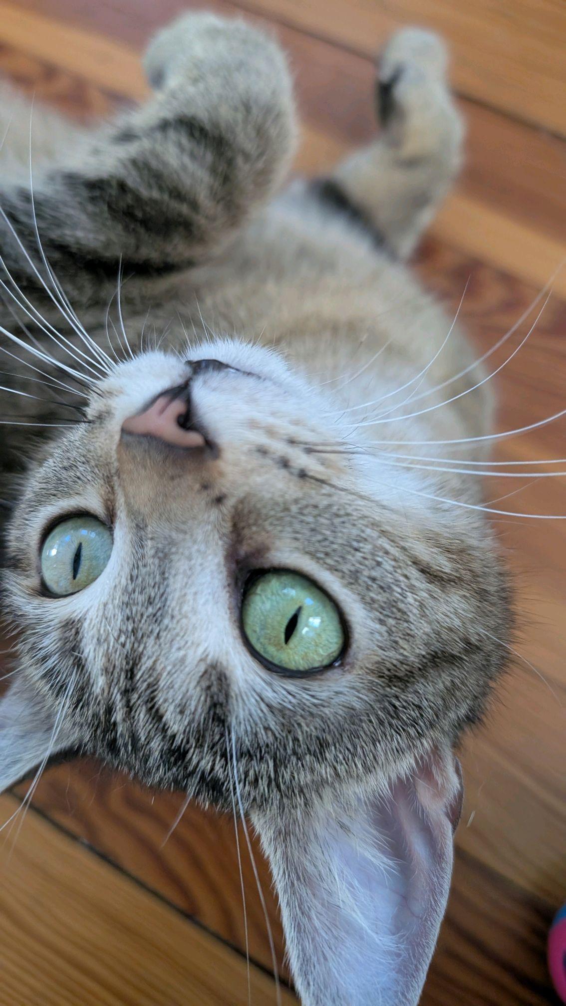 Enlarge Trudy, an adopted Domestic Short Hair in Columbus, OH image 4/5