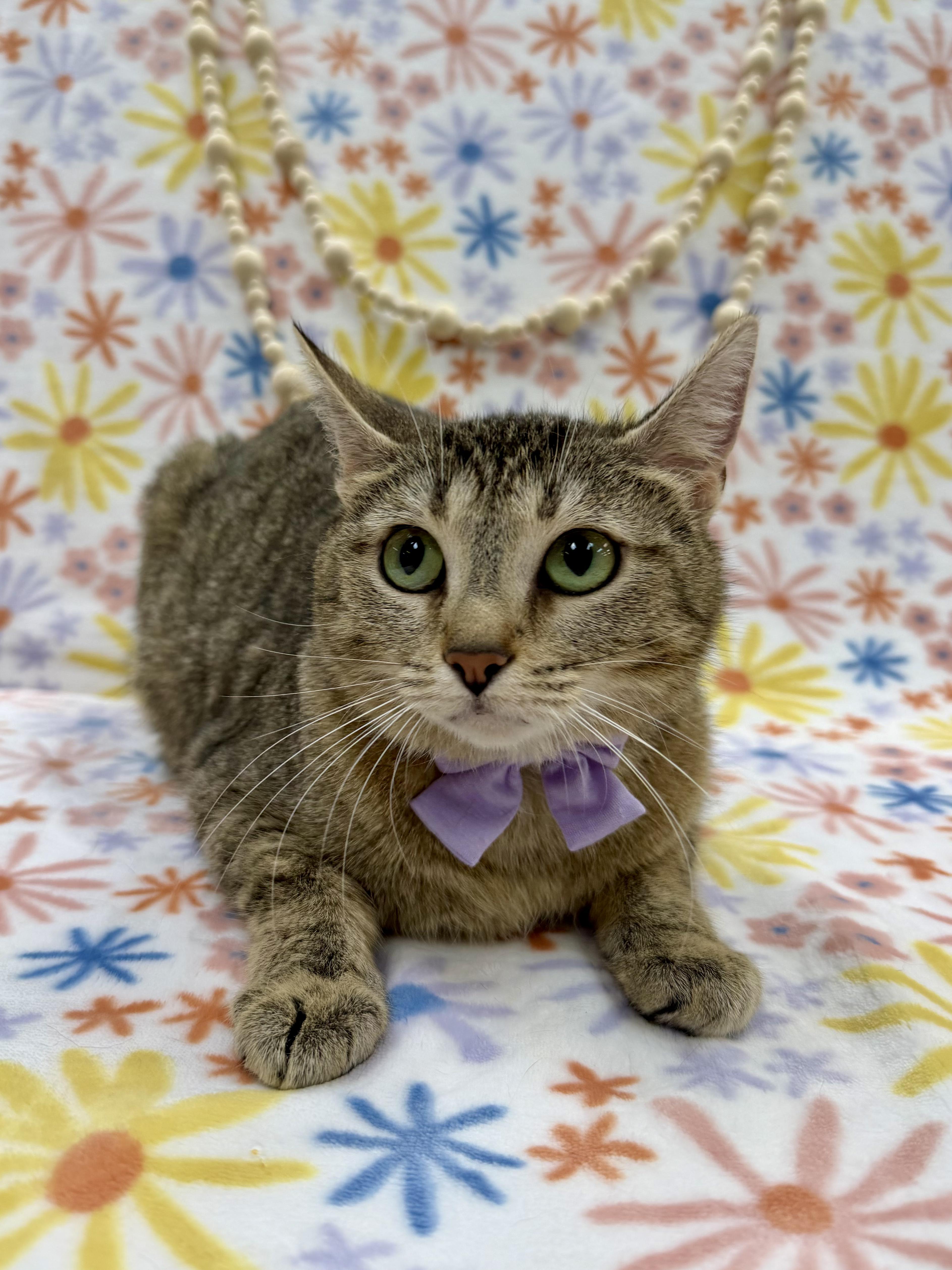 Trudy, adopted, Adult Female Domestic Short Hair.