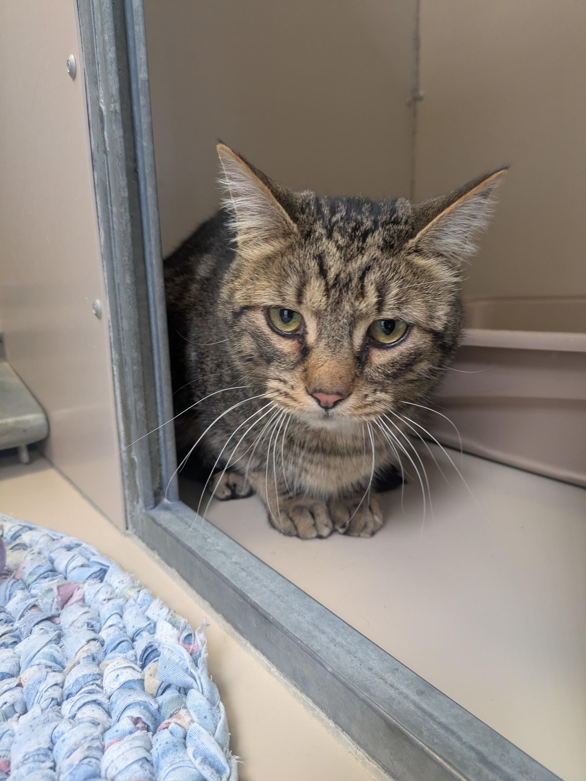 Enlarge 61005226, a ADOPTABLE Domestic Short Hair in Elko, NV image 1/1