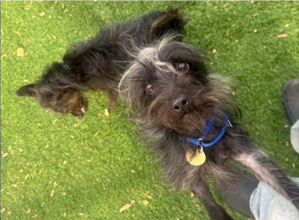 Elmer Fuzz, an adopted mixed breed in Oak Ridge, NJ image 2/4
