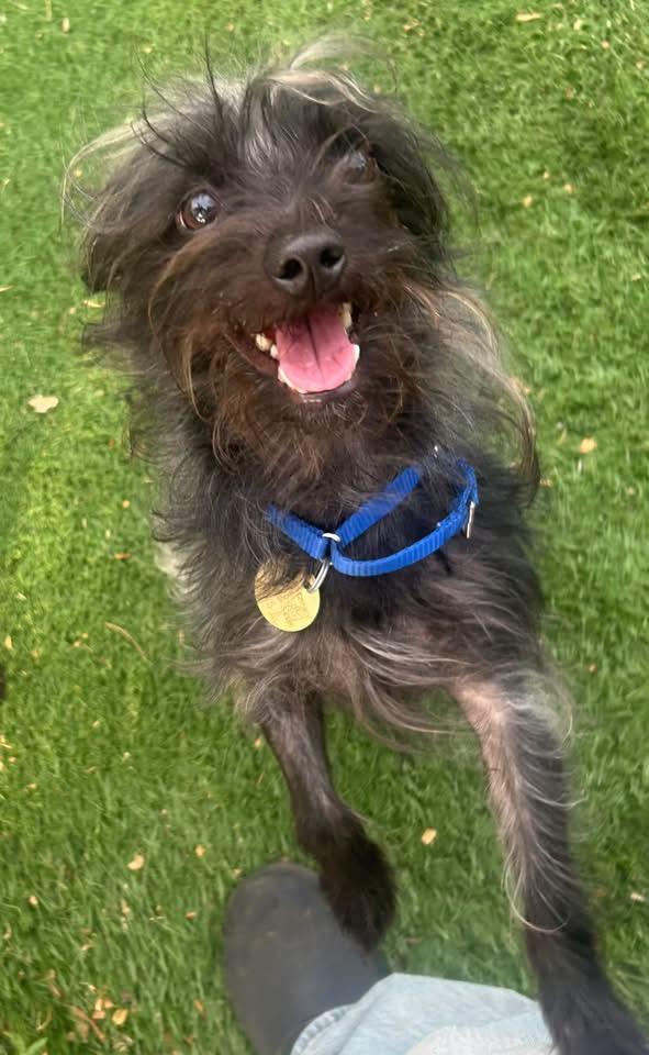 Elmer Fuzz, an adopted mixed breed in Oak Ridge, NJ image 4/4