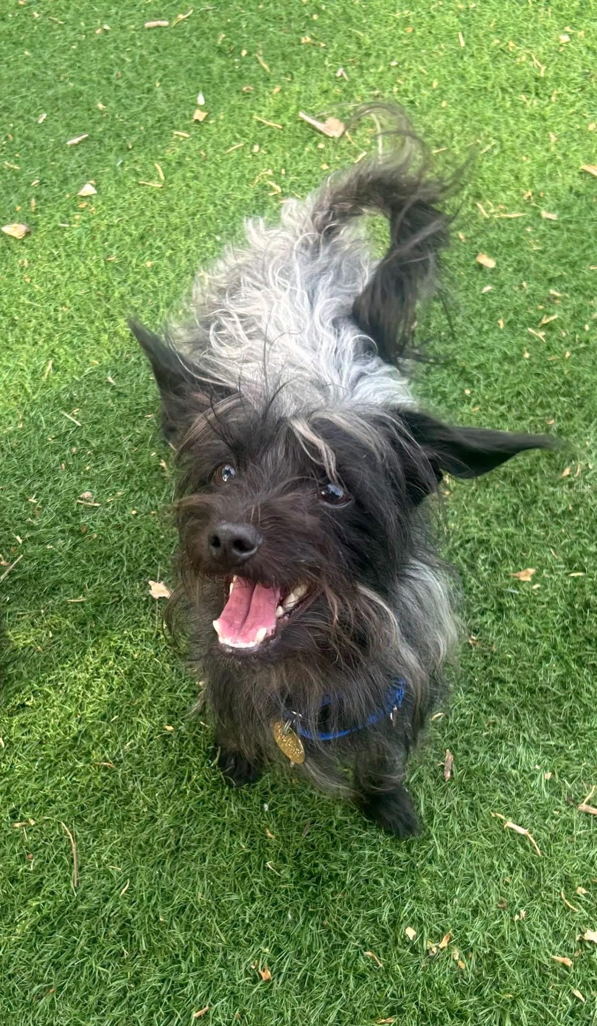 Elmer Fuzz, an adopted mixed breed in Oak Ridge, NJ image 1/4