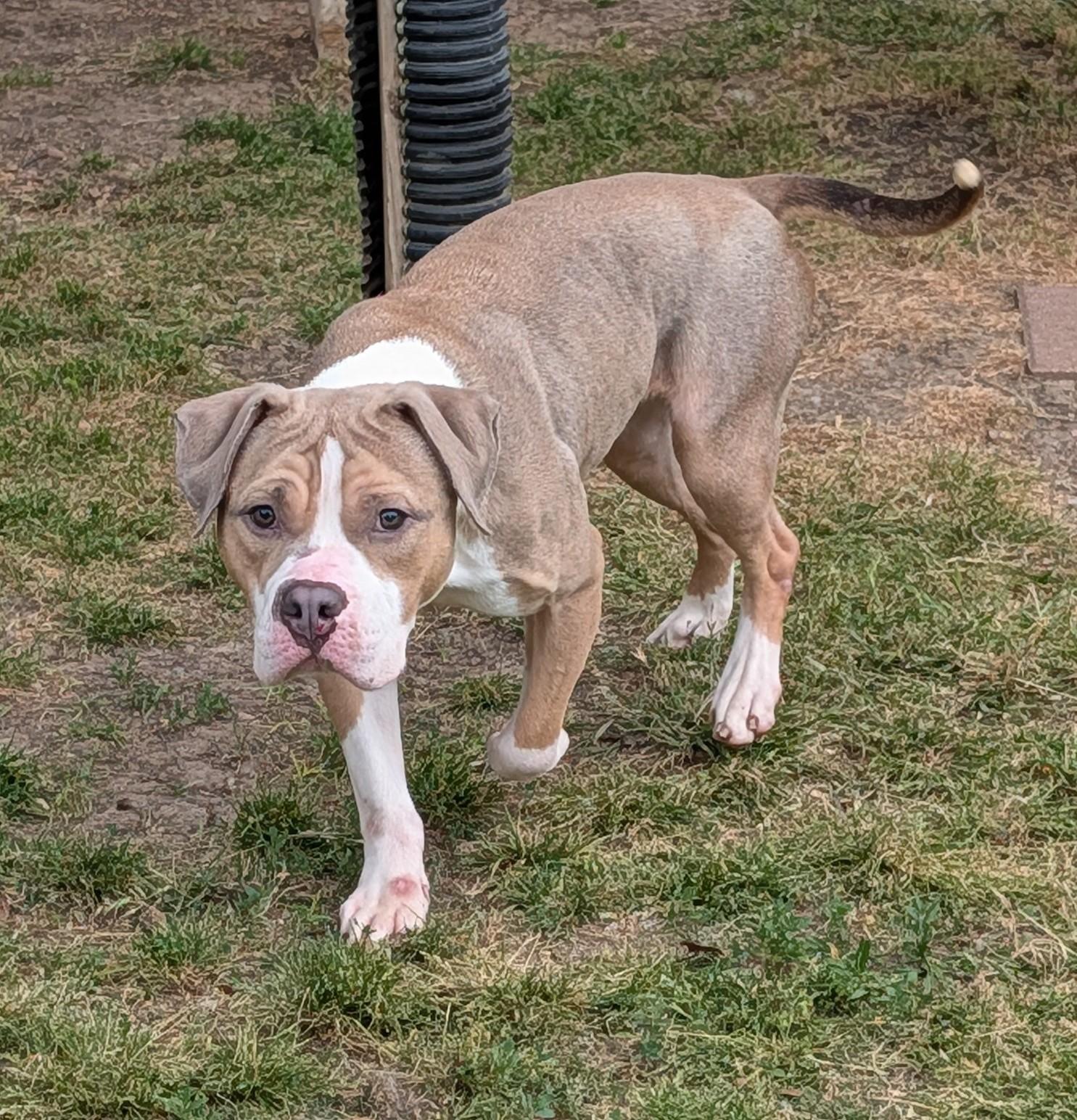 Enlarge Max* A211026, an adoptable mixed breed in Plano, TX image 6/6