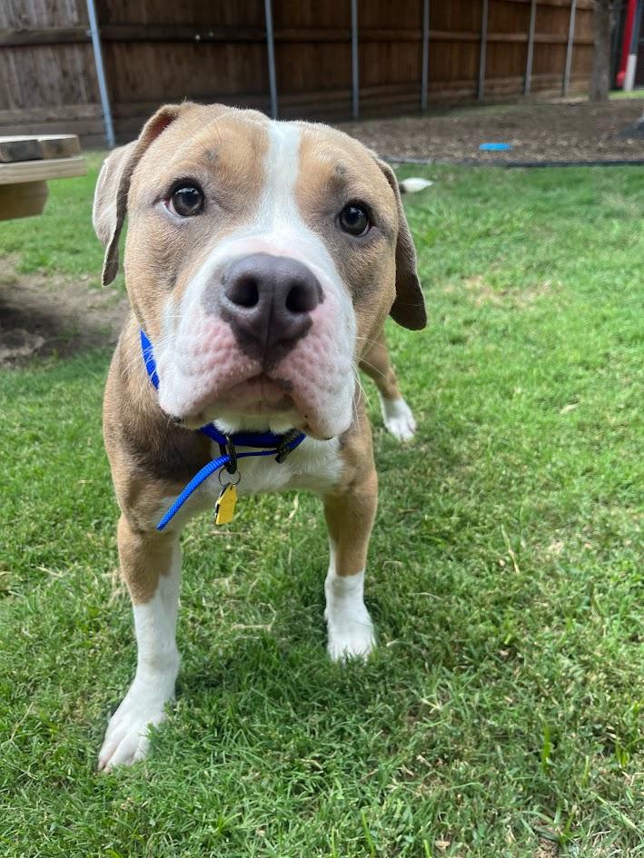 Enlarge Max* A211026, an adoptable mixed breed in Plano, TX image 2/6