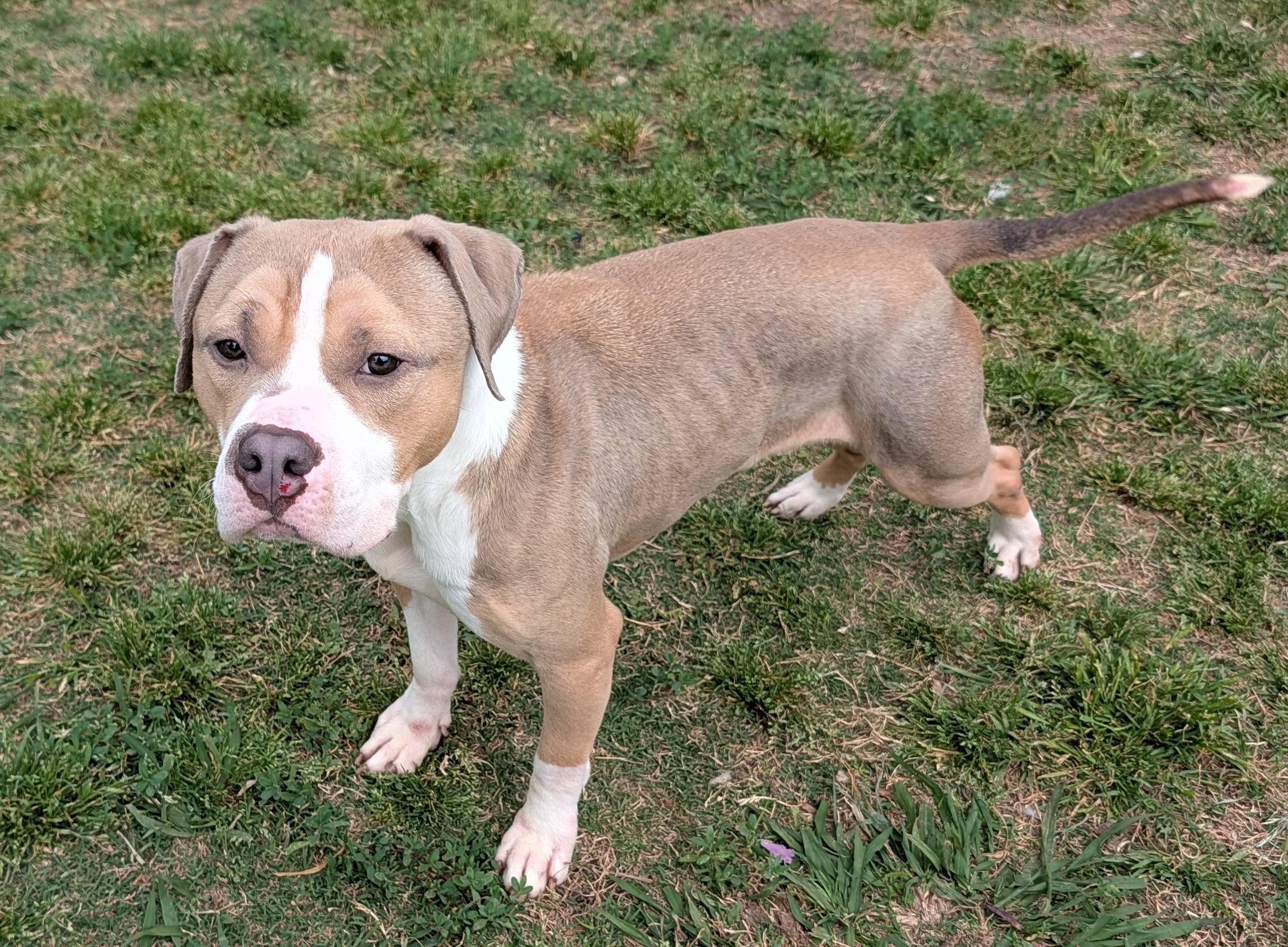 Enlarge Max* A211026, an adoptable mixed breed in Plano, TX image 4/6