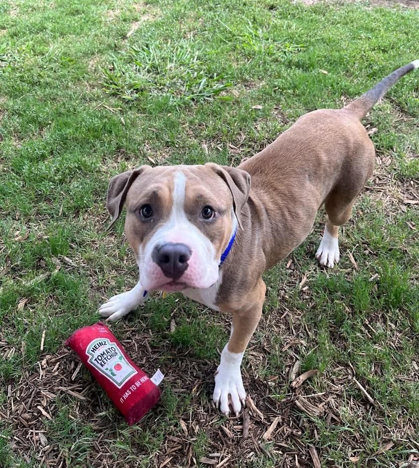 Enlarge Max* A211026, an adoptable mixed breed in Plano, TX image 3/6