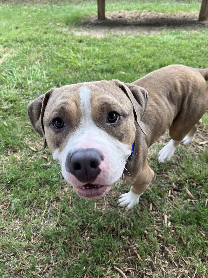 Enlarge Max* A211026, an adoptable mixed breed in Plano, TX image 4/6