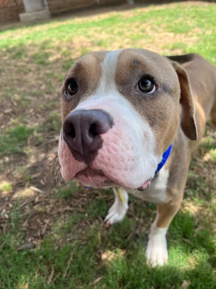 Enlarge Max* A211026, an adoptable mixed breed in Plano, TX image 5/6