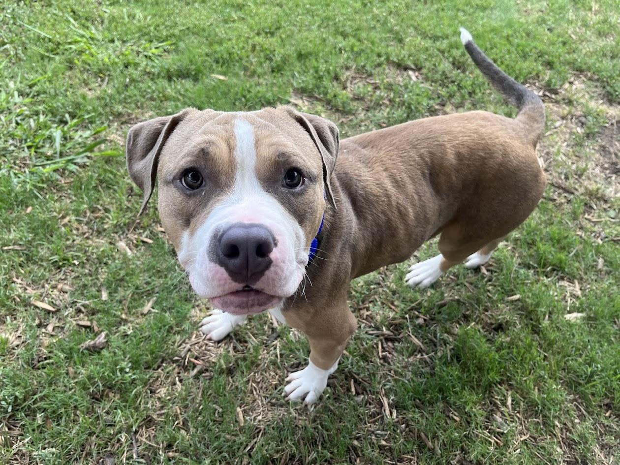 Enlarge Max* A211026, an adoptable mixed breed in Plano, TX image 6/6