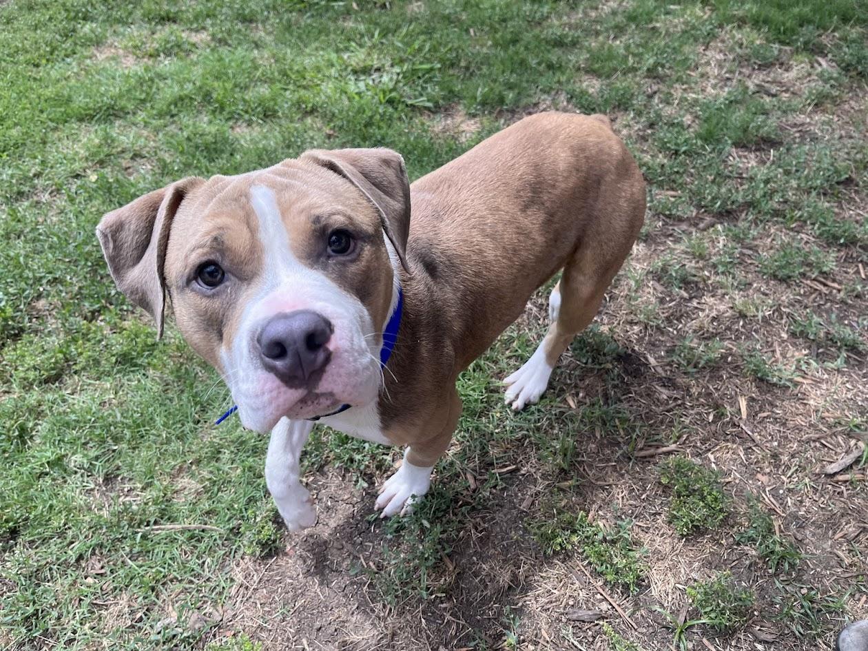 Enlarge Max* A211026, an adoptable mixed breed in Plano, TX image 1/6