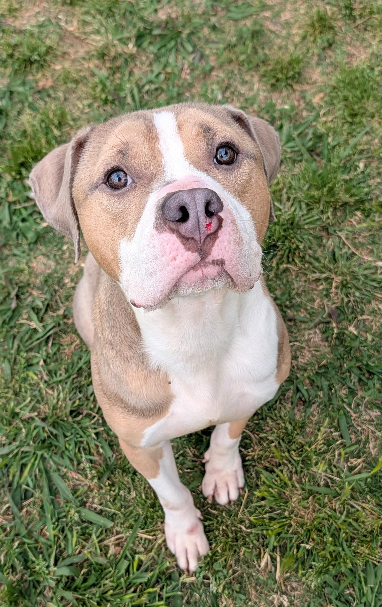 Max* A211026, adoptable, Adult Male American Bulldog.