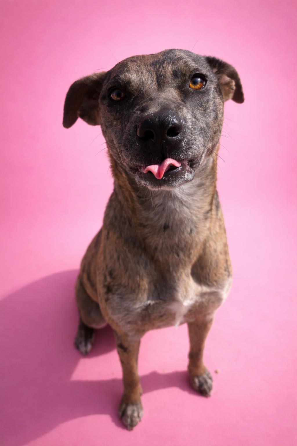 Dynasty, Adoptable, Young Female Catahoula Leopard Dog.