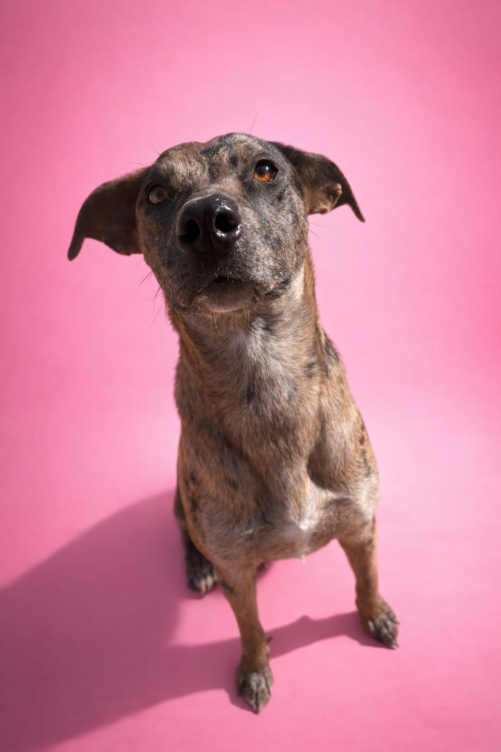 Enlarge Dynasty, a Adoptable Catahoula Leopard Dog in Kansas City, MO image 2/4