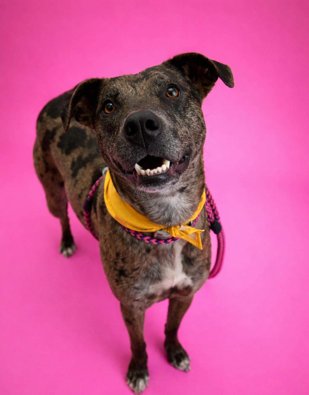 Enlarge Dynasty, a Adoptable Catahoula Leopard Dog in Kansas City, MO image 3/4