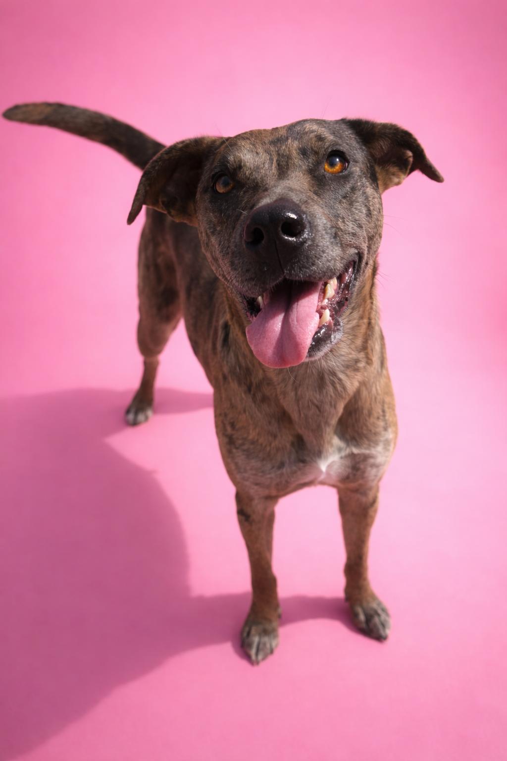 Enlarge Dynasty, a Adoptable Catahoula Leopard Dog in Kansas City, MO image 4/4