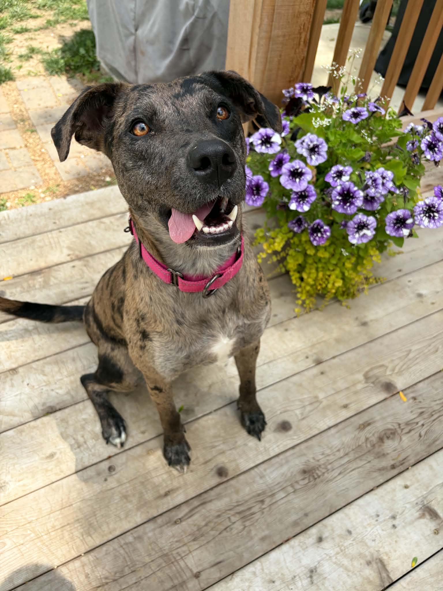 Enlarge Dynasty, a Adoptable Catahoula Leopard Dog in Kansas City, MO image 2/5
