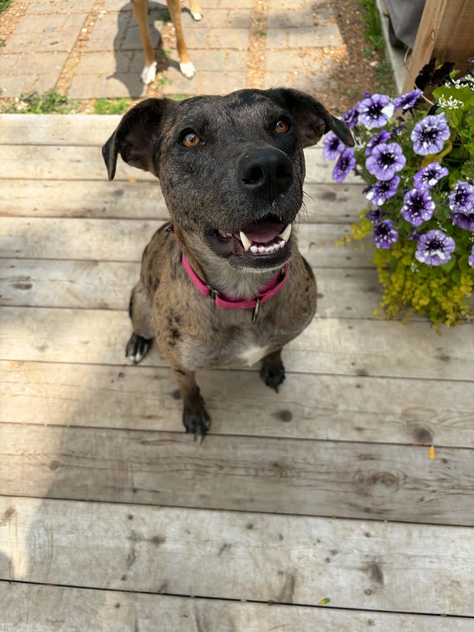 Enlarge Dynasty, a Adoptable Catahoula Leopard Dog in Kansas City, MO image 3/5