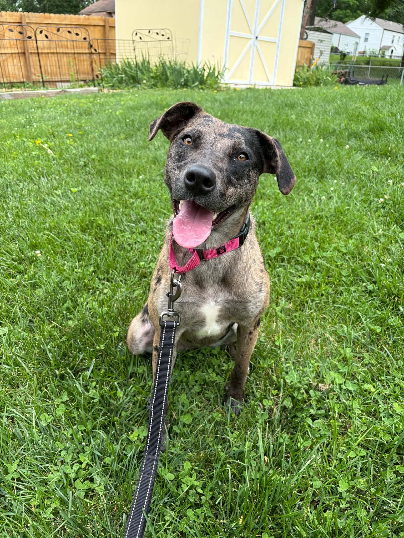 Enlarge Dynasty, a Adoptable Catahoula Leopard Dog in Kansas City, MO image 4/5