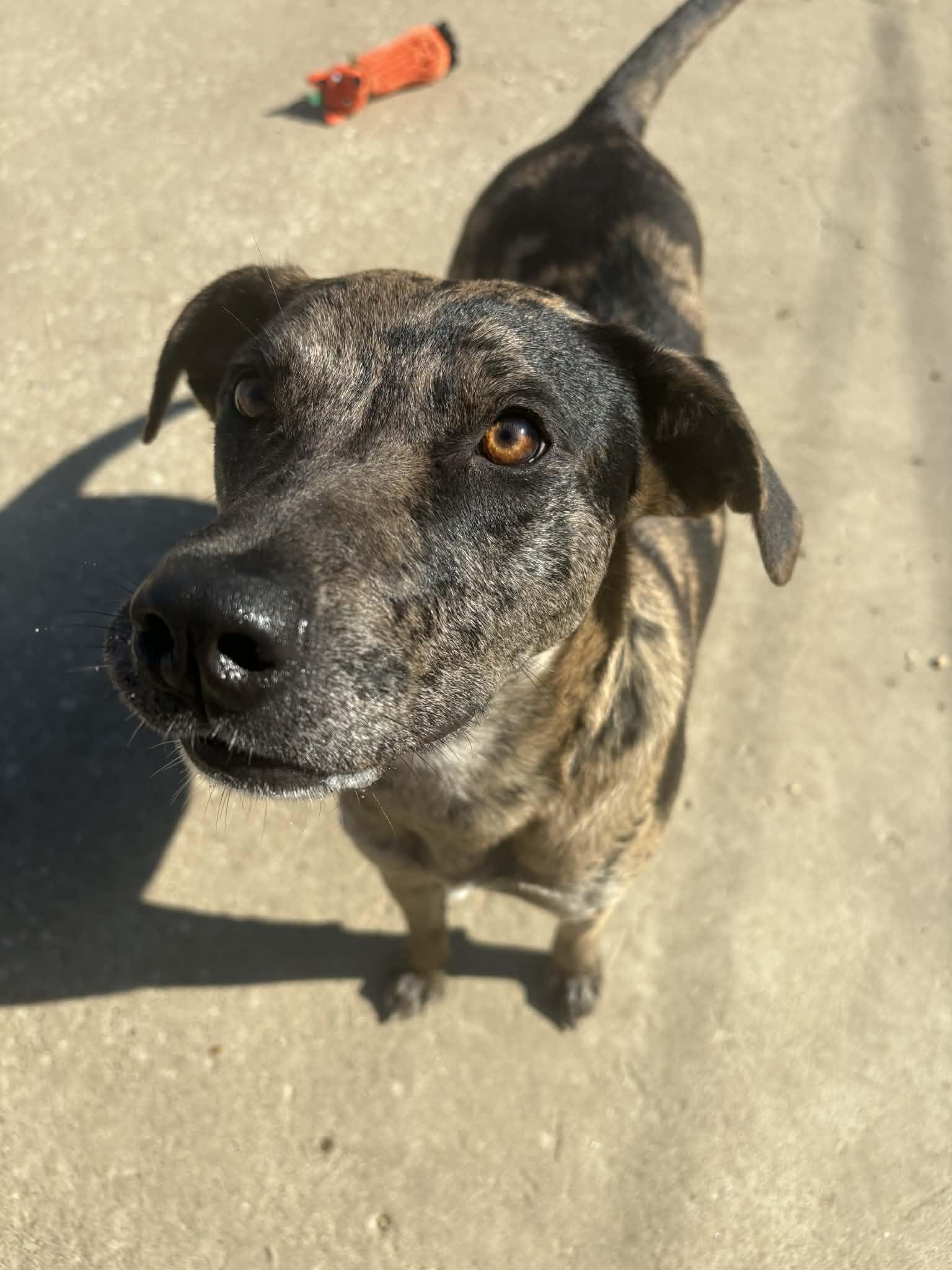 Enlarge Dynasty, a Adoptable Catahoula Leopard Dog in Kansas City, MO image 1/1
