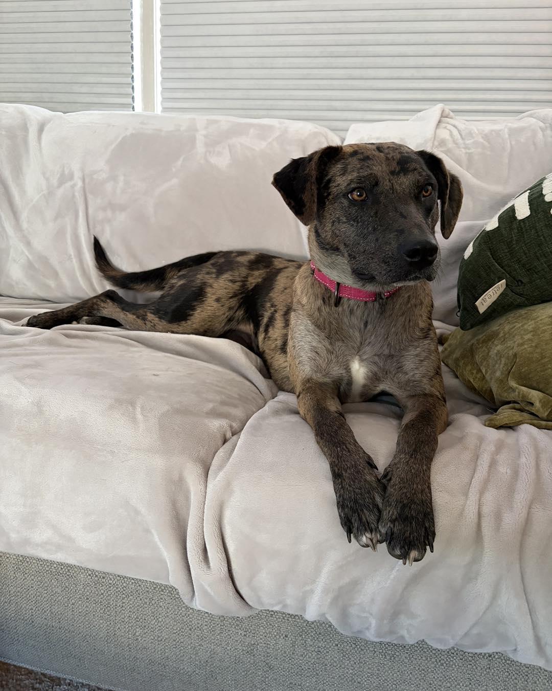 Enlarge Dynasty, a Adoptable Catahoula Leopard Dog in Kansas City, MO image 5/5