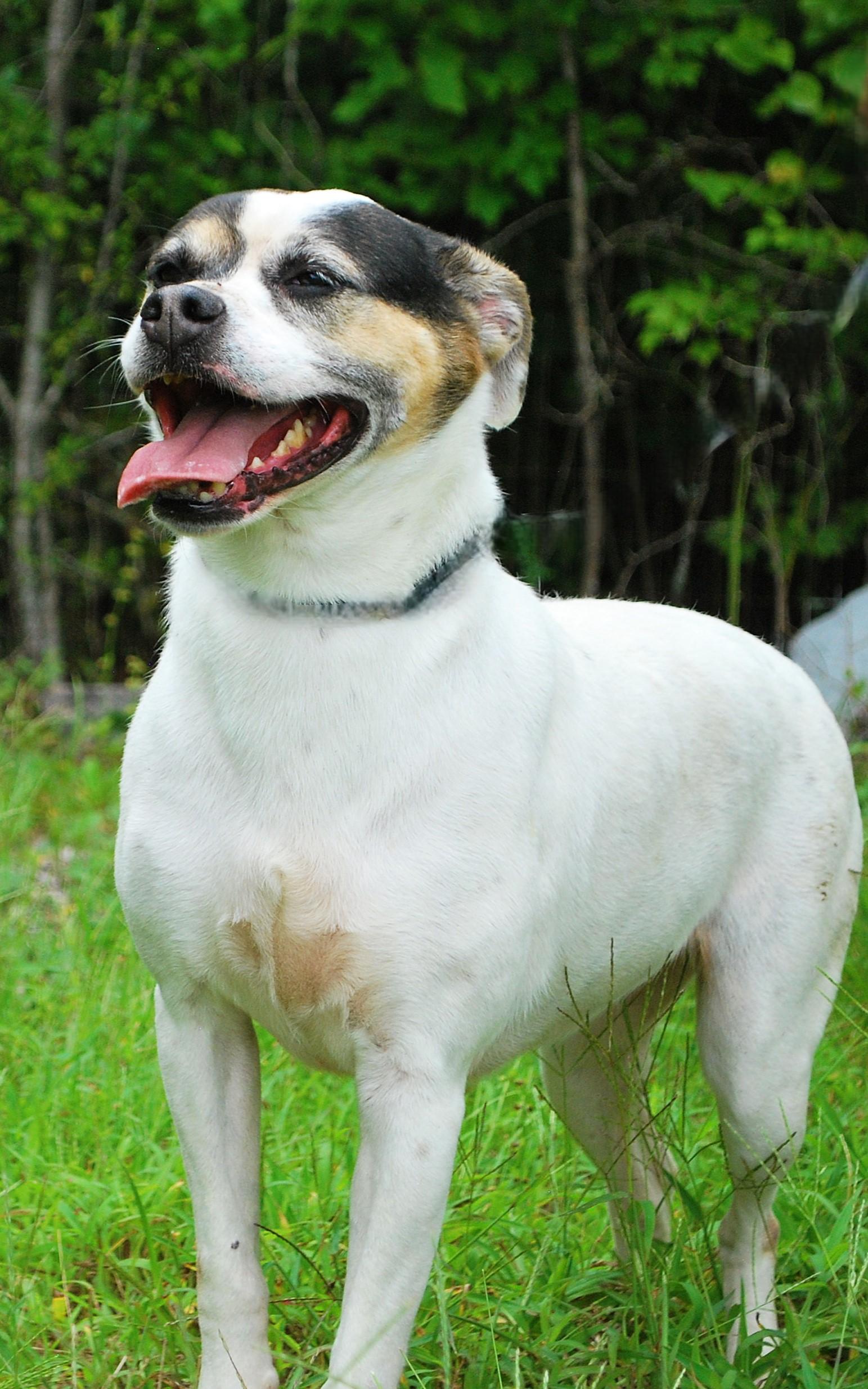 Cardi, a Adoptable mixed breed in manchester, TN image 2/4