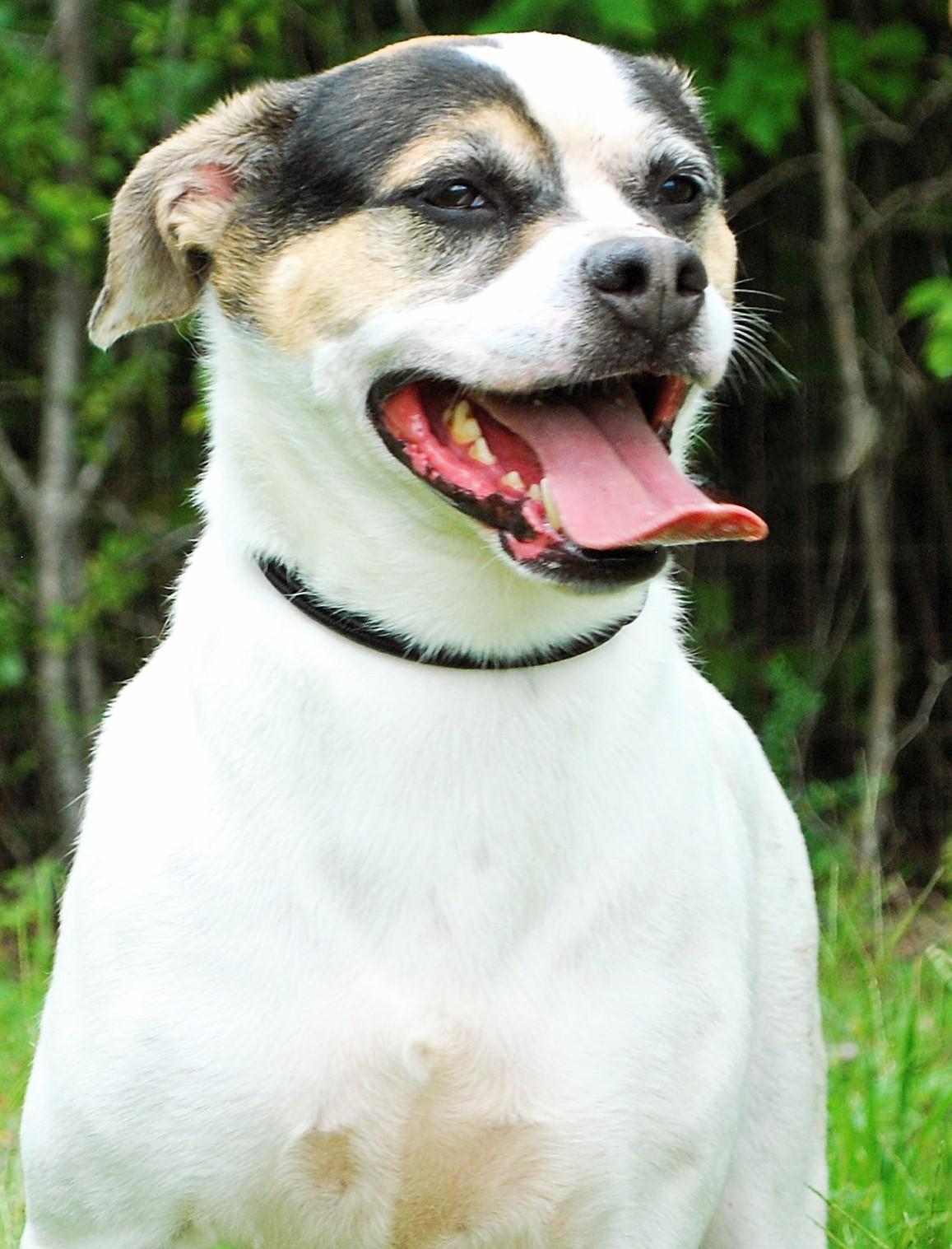 Cardi, a Adoptable mixed breed in manchester, TN image 3/4