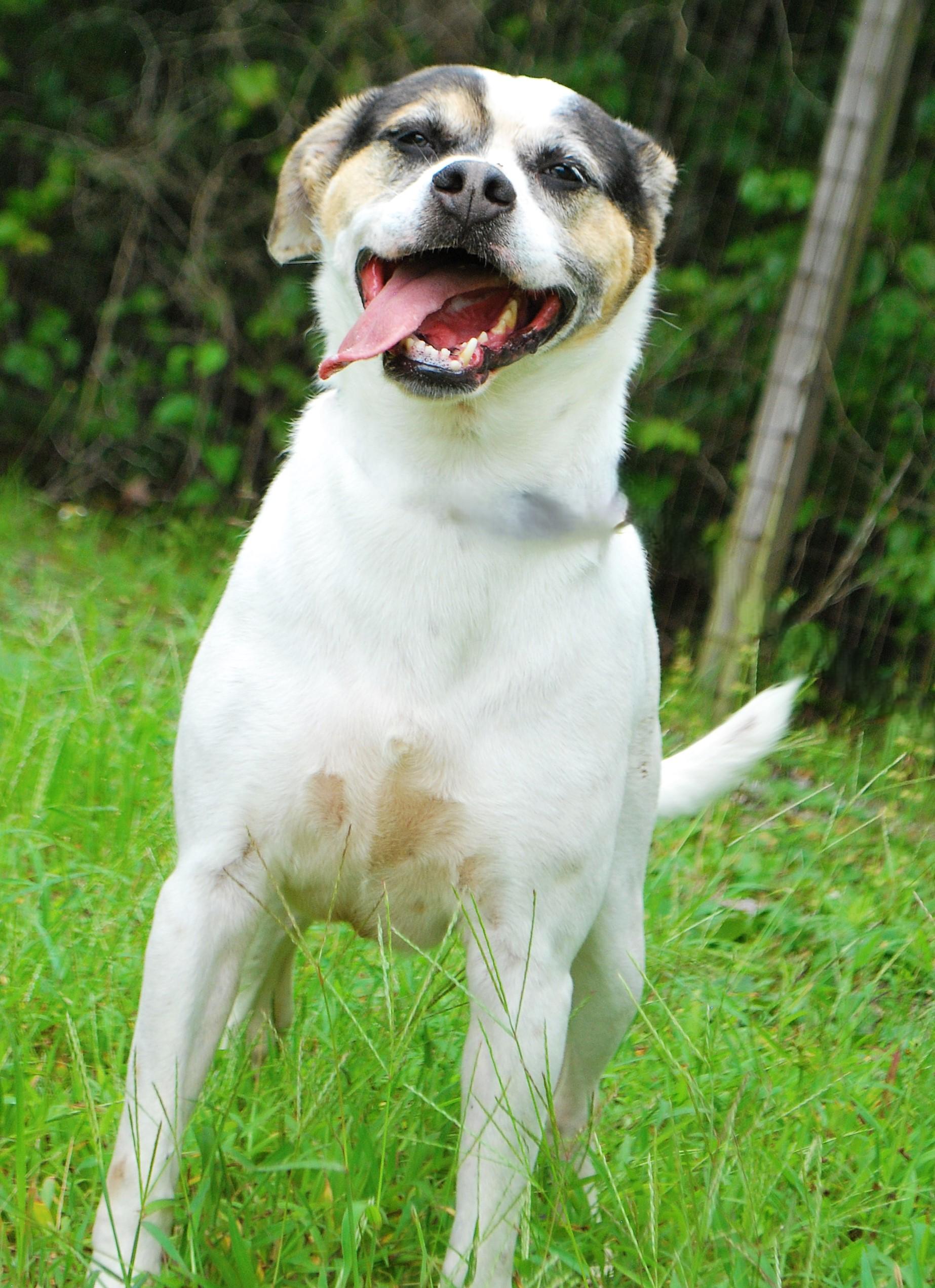 Cardi, a Adoptable mixed breed in manchester, TN image 4/4
