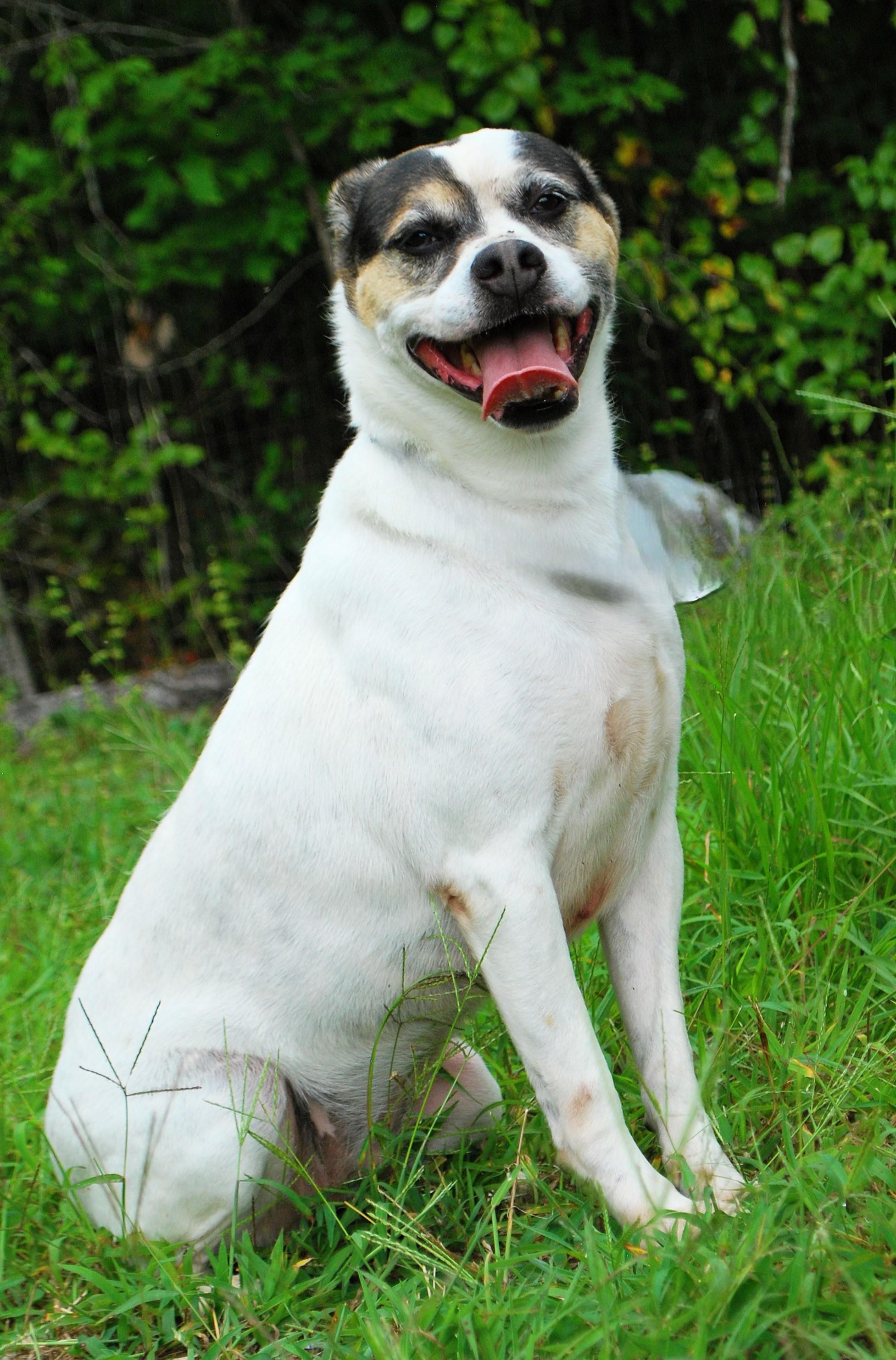 Cardi, Adoptable, Adult Female Australian Cattle Dog / Blue Heeler.