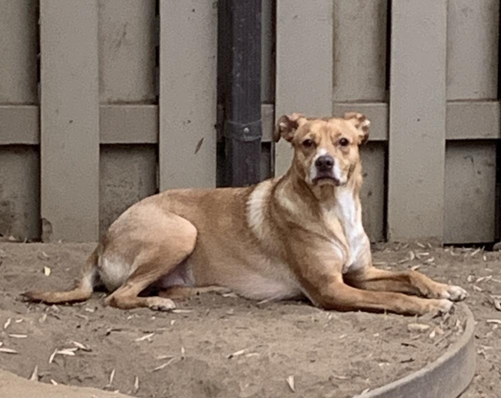 Julio, Adoptable, Young Male Terrier & Chihuahua.