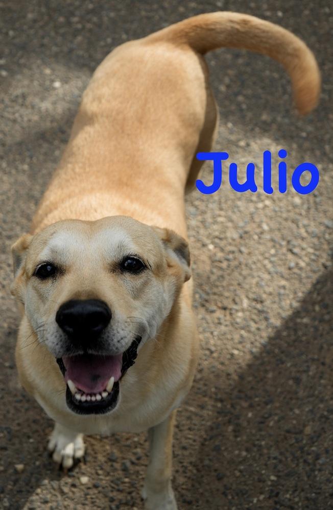 Julio, a Adoptable mixed breed in Bonita, CA image 2/6
