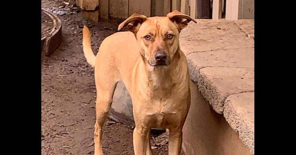 Enlarge Julio, a Adoptable mixed breed in Bonita, CA image 2/6