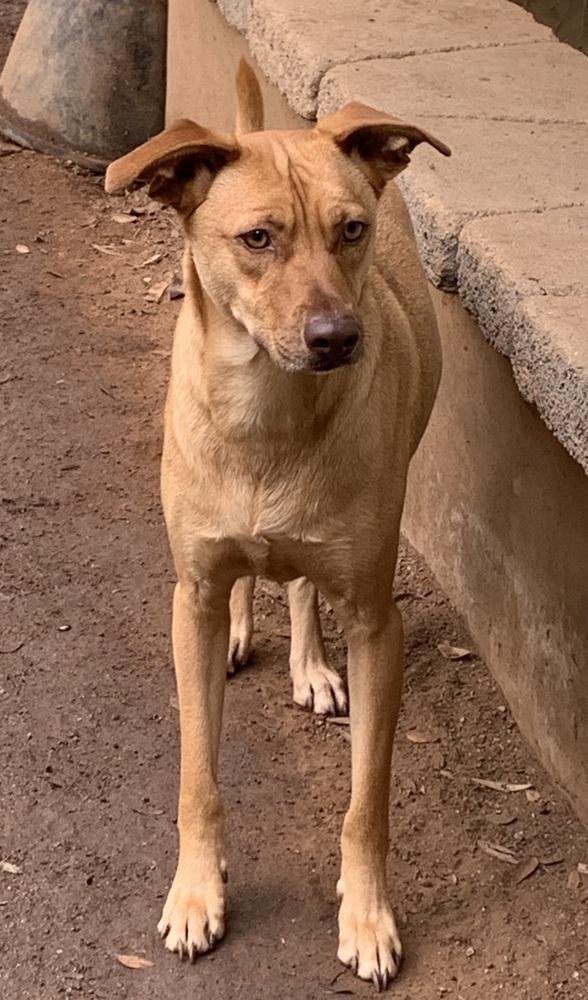 Enlarge Julio, a Adoptable mixed breed in Bonita, CA image 3/6