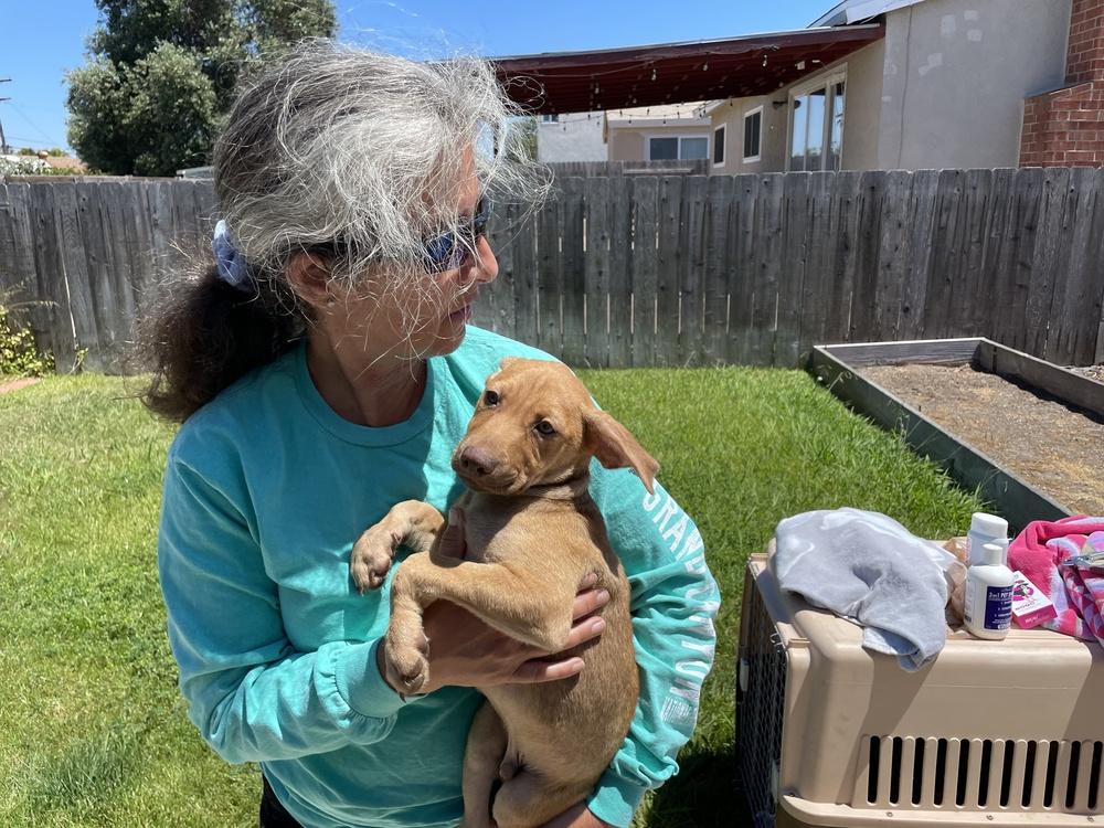 Enlarge Julio, a Adoptable mixed breed in Bonita, CA image 4/6