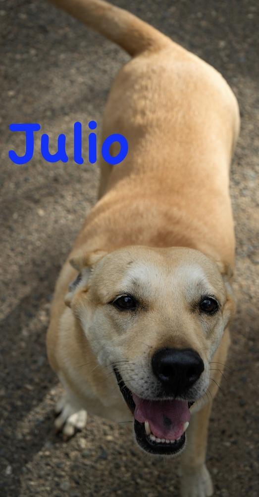 Julio, a Adoptable mixed breed in Bonita, CA image 5/6