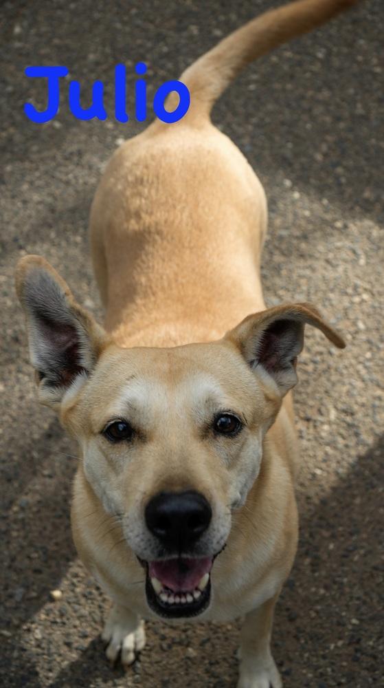 Julio, a Adoptable mixed breed in Bonita, CA image 6/6