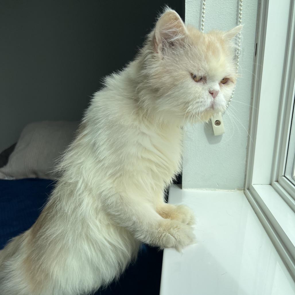 Mr. Hugs, an adoptable Persian in Stoughton, WI, 53589 | Photo Image 6