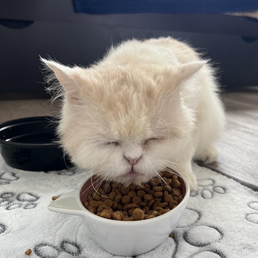 Mr. Hugs, an adoptable Persian in Stoughton, WI, 53589 | Photo Image 3