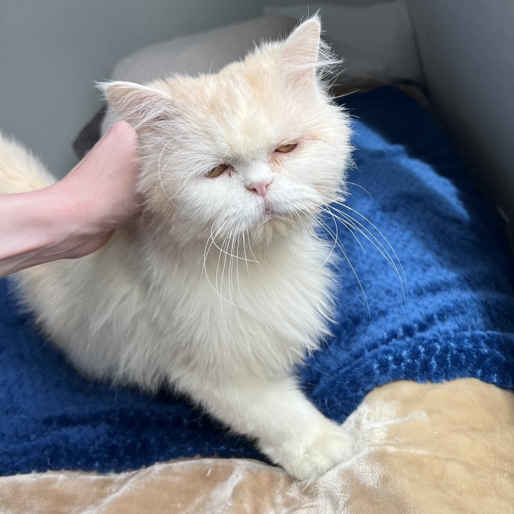 Mr. Hugs, an adoptable Persian in Stoughton, WI, 53589 | Photo Image 5