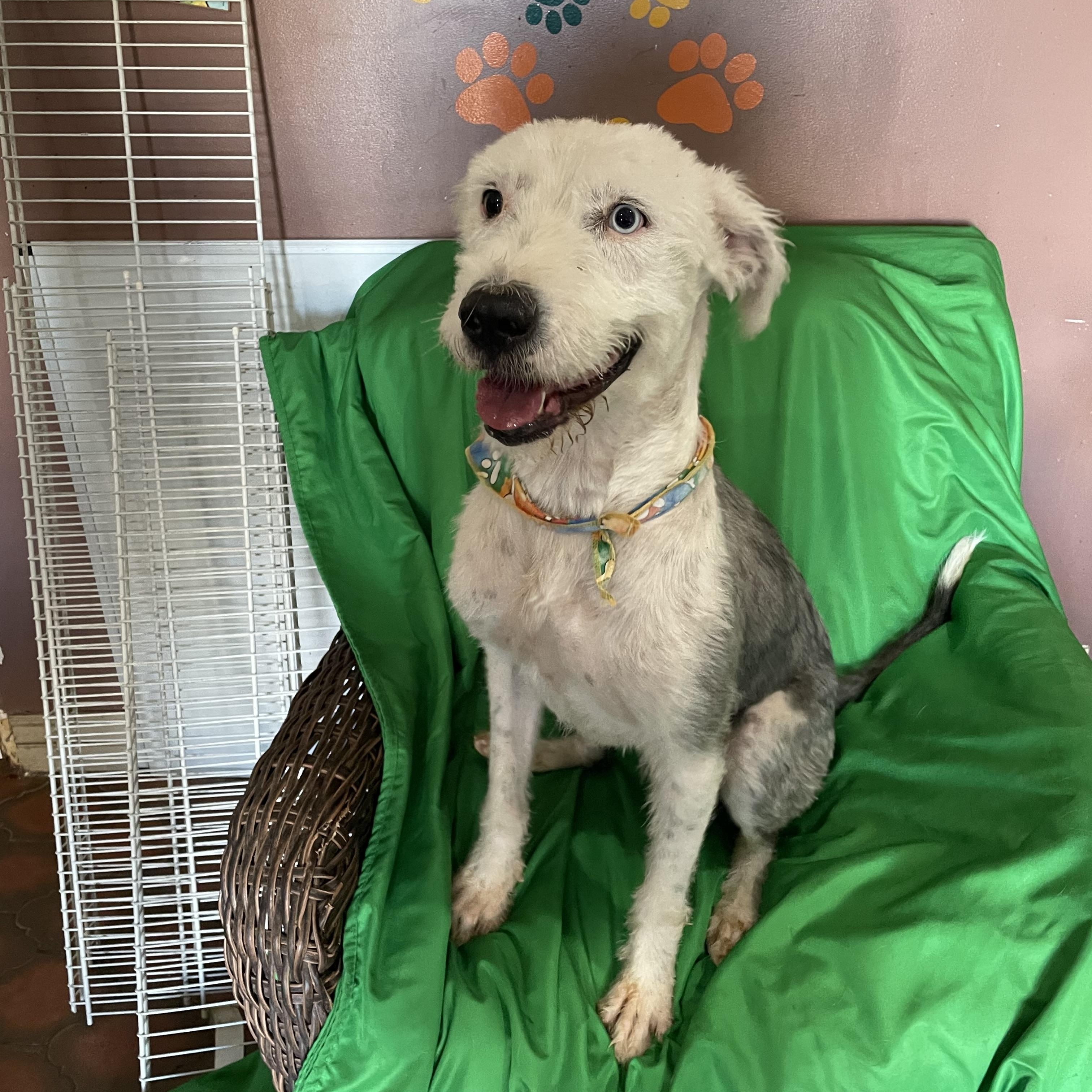 Enlarge Ozzy, a Adoptable mixed breed in Phoenix, AZ image 2/4