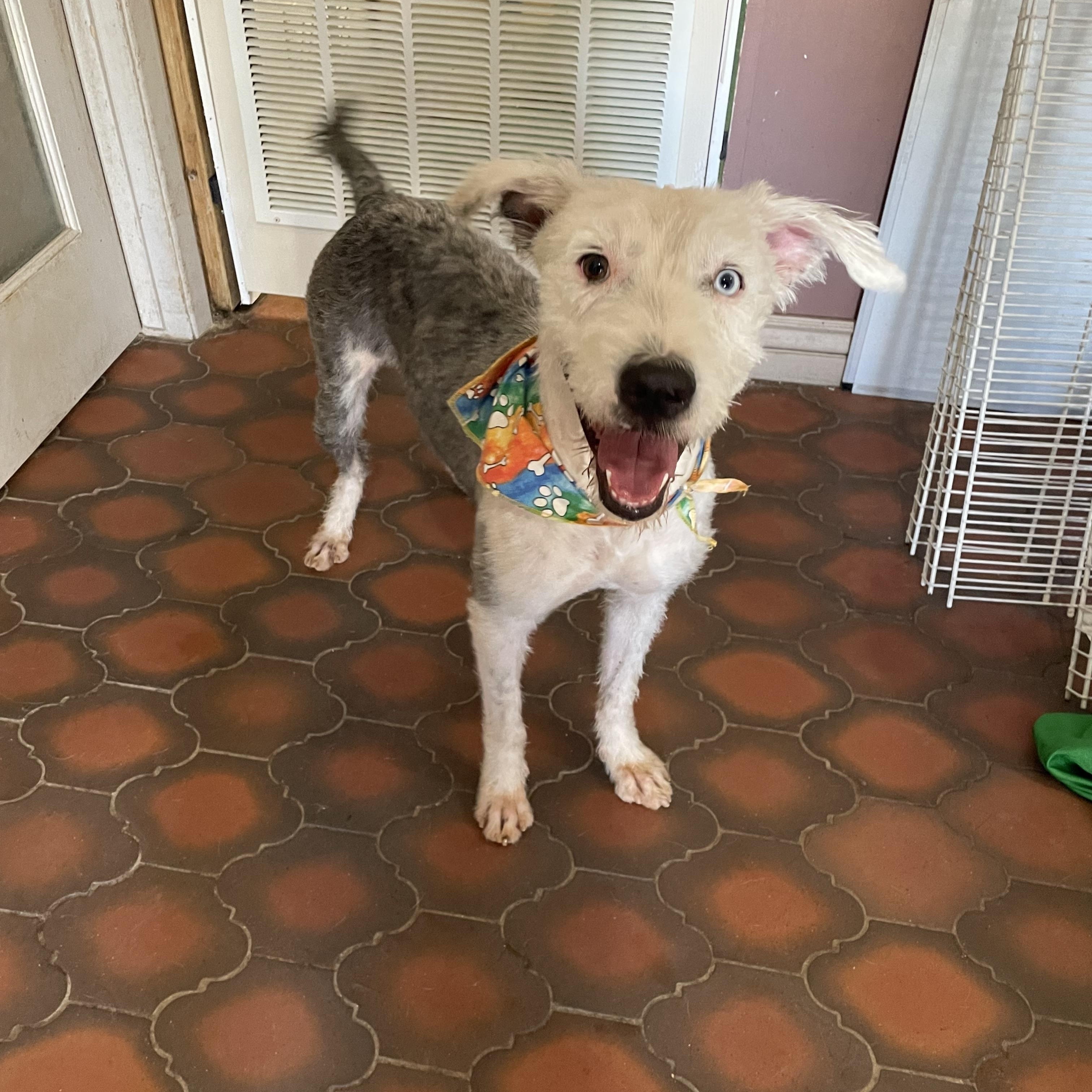 Enlarge Ozzy, a Adoptable mixed breed in Phoenix, AZ image 1/4