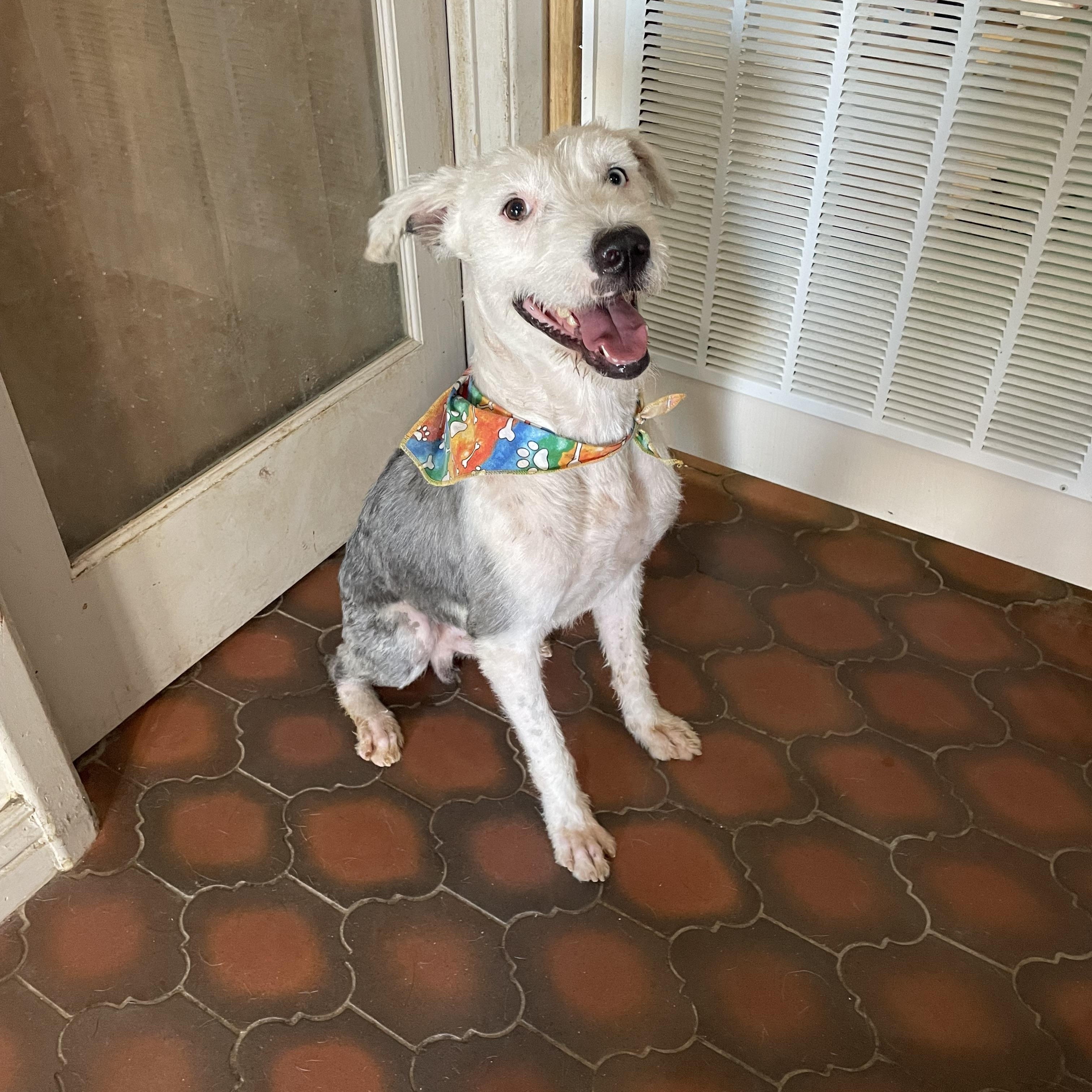 Enlarge Ozzy, a Adoptable mixed breed in Phoenix, AZ image 3/4