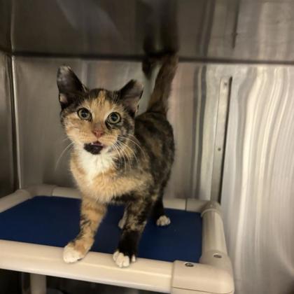 Honeycomb, Adoptable, Young Female Domestic Short Hair & Domestic Short Hair.