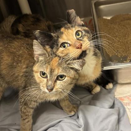 Enlarge Honeycomb, a Adoptable mixed breed in Dallas, TX image 2/5